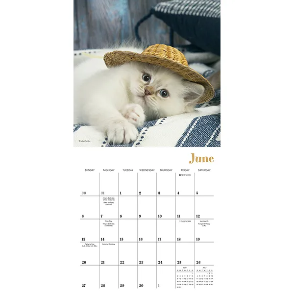 Sellers Publishing Cats In Hats 2027 minikalender katten