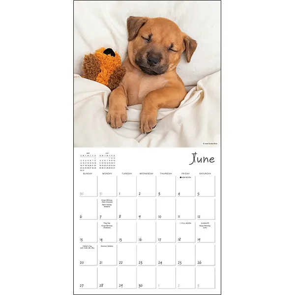 Sellers Publishing Pooped Puppies 2027 wandkalender pups