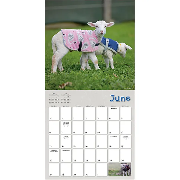 Sellers Publishing Lambies in Jammies 2027 wandkalender