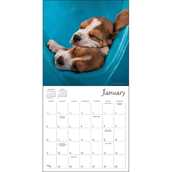 Sellers Publishing Pooped Puppies 2027 wandkalender pups