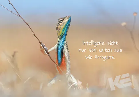 Kurt Eulzer Comedy Wildlife 30-1604 kaarten 10 stuks leguaan