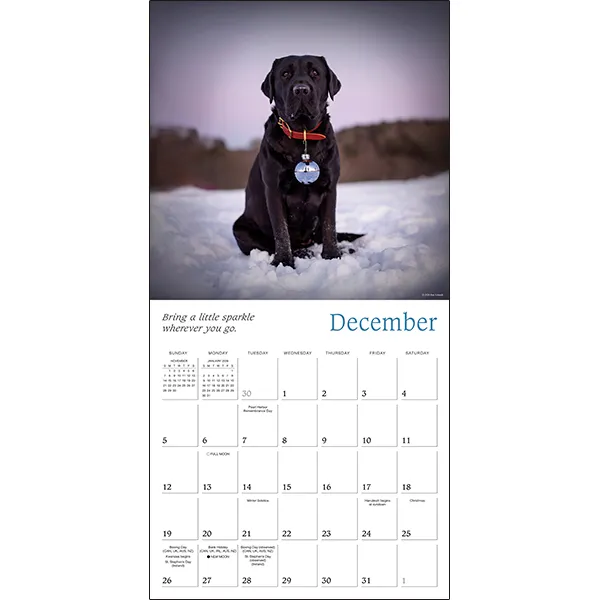 Sellers Publishing Dogma wandkalender 2027 honden