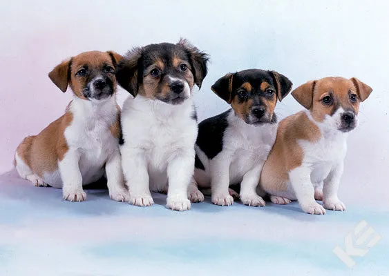 Kurt Eulzer 30-2337 honden kaarten puppy 10 stuks