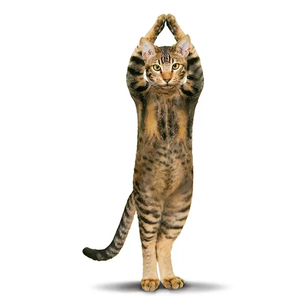 Sellers Publishing Yoga Cats boek kattenfoto's cadeau