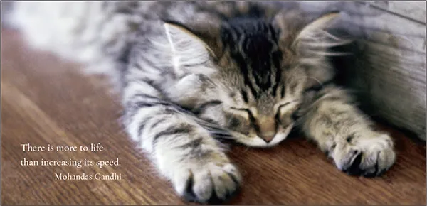 Sellers Publishing Cat Naps poezenboek dutjes citaten