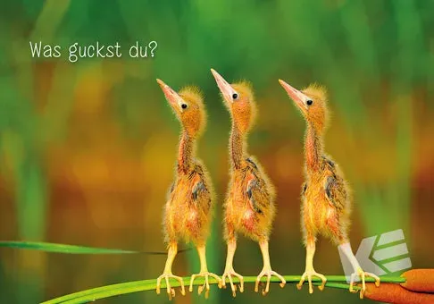 Kurt Eulzer Comedy Wildlife 30-1553 vogelkaart 10 stuks humor