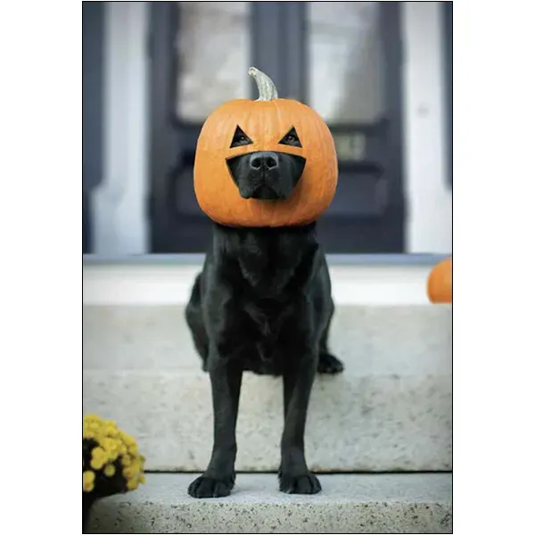 Sellers Publishing Halloween HL11908 kaarten 3 stuks foto