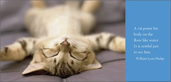 Sellers Publishing Cat Naps poezenboek dutjes citaten