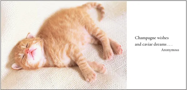 Sellers Publishing Cat Naps poezenboek dutjes citaten